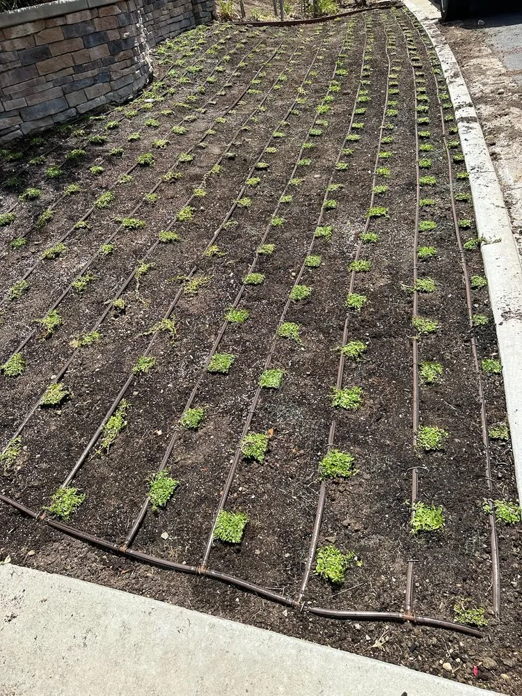 Expert landscape installation in Camarillo, CA by Al’s Tree Service & Landscapes