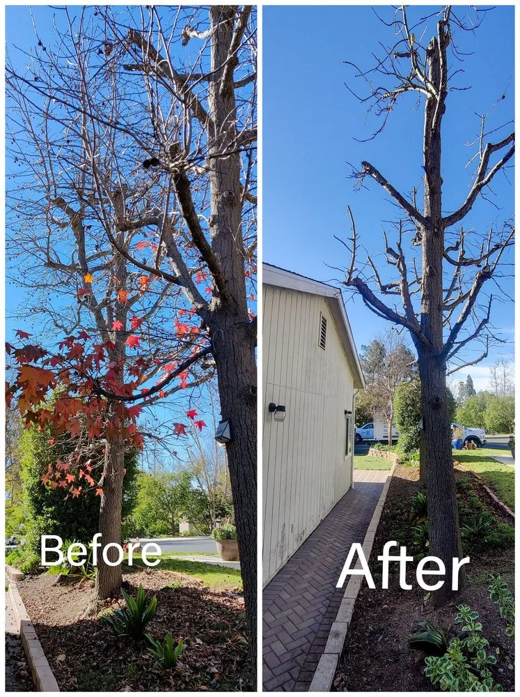 Top-rated yard cleanup service for homes in Camarillo, CA by Al’s Tree Service & Landscapes