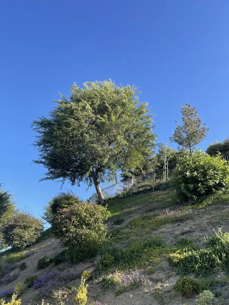 Reliable landscape design in Camarillo, CA - Al’s Tree Service & Landscapes