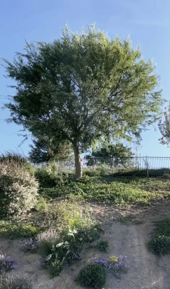 Trusted lawn care service in Camarillo, CA by Al’s Tree Service & Landscapes