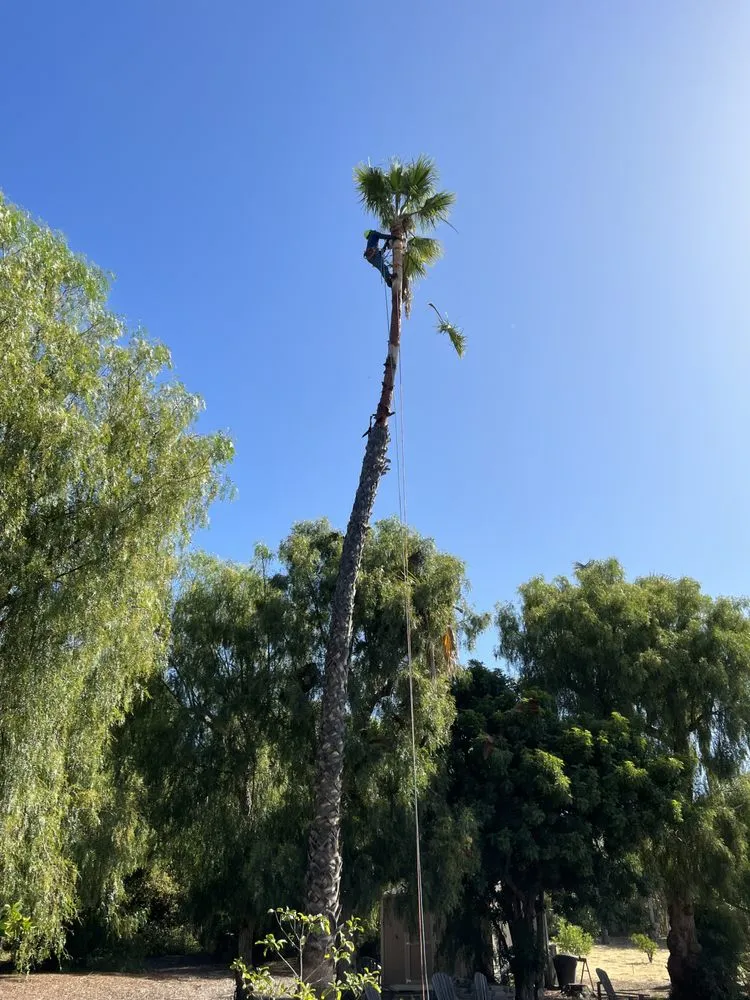 Local residential landscaping for beautiful yards in Camarillo, CA by Al’s Tree Service & Landscapes