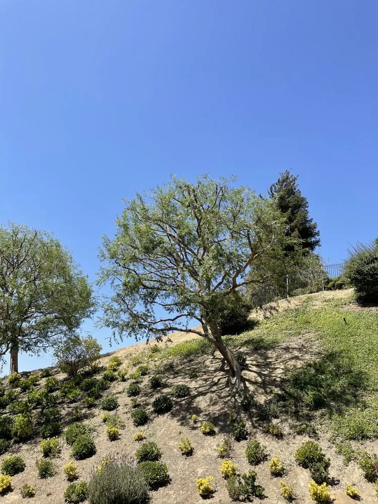 Custom residential landscaping experts serving Camarillo, CA - Al’s Tree Service & Landscapes