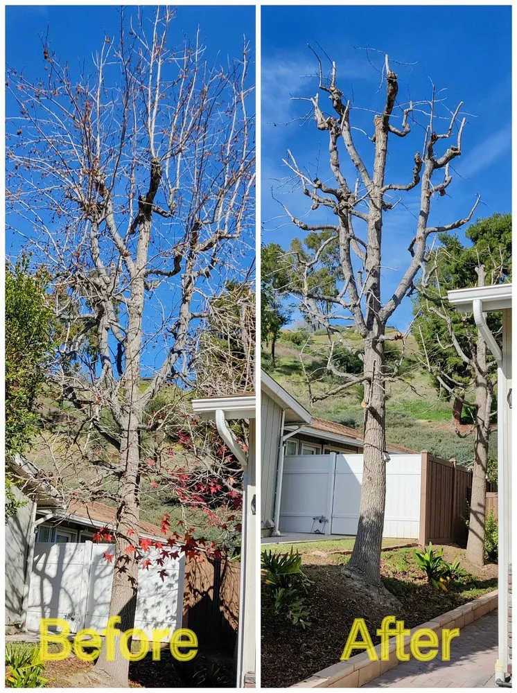 Professional residential landscaping near you across Camarillo, CA - Al’s Tree Service & Landscapes