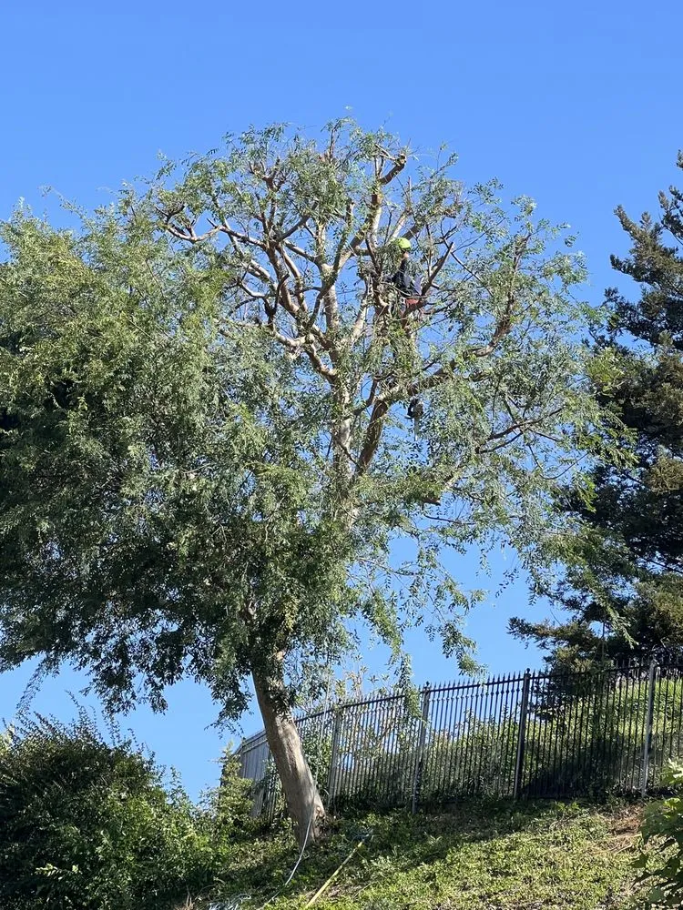 Local lawn mowing service in Camarillo, CA - Al’s Tree Service & Landscapes