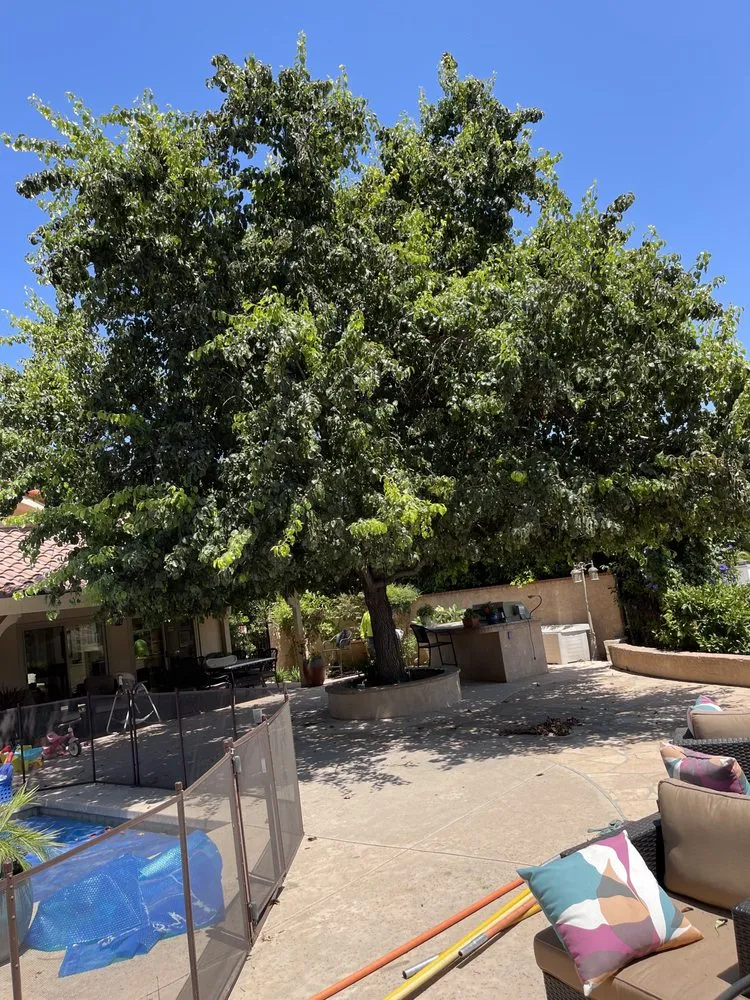 Top-rated residential landscaping experts serving Camarillo, CA - Al’s Tree Service & Landscapes