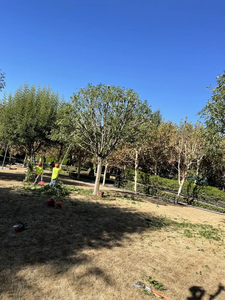 Expert residential landscaping in Camarillo, CA by Al’s Tree Service & Landscapes