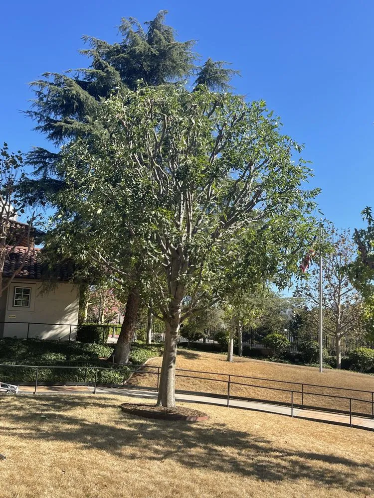 Affordable yard cleanup service experts serving Camarillo, CA - Al’s Tree Service & Landscapes