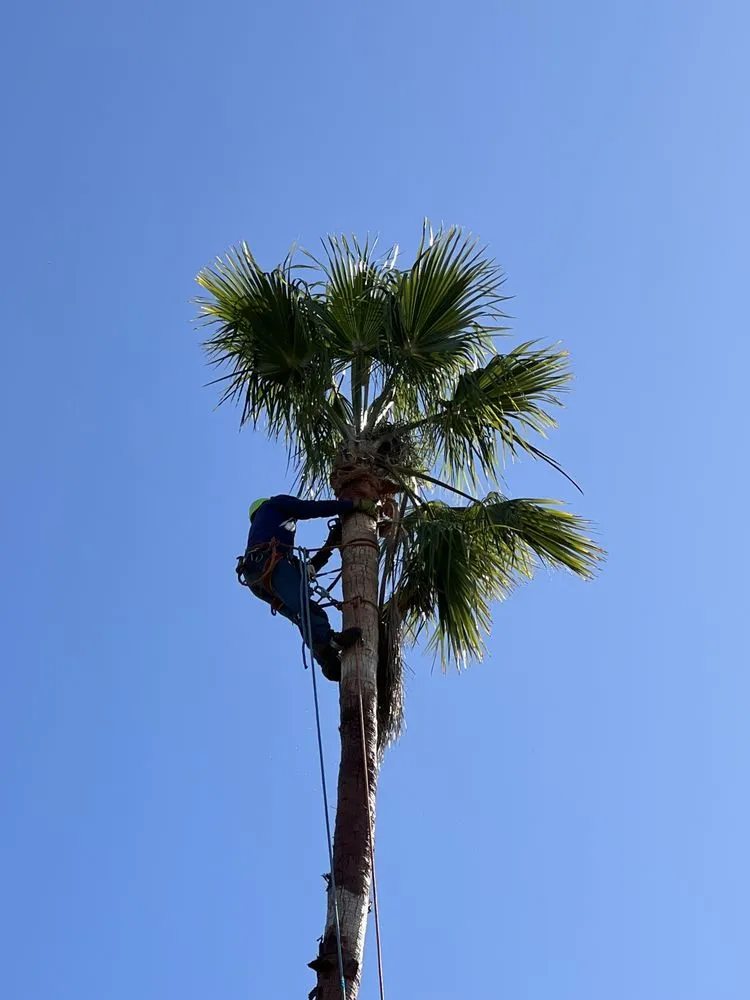 Affordable outdoor landscaping with custom design in Camarillo, CA by Al’s Tree Service & Landscapes