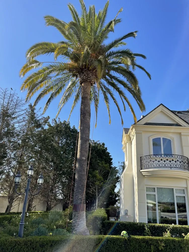 Expert landscape design in Camarillo, CA - Al’s Tree Service & Landscapes