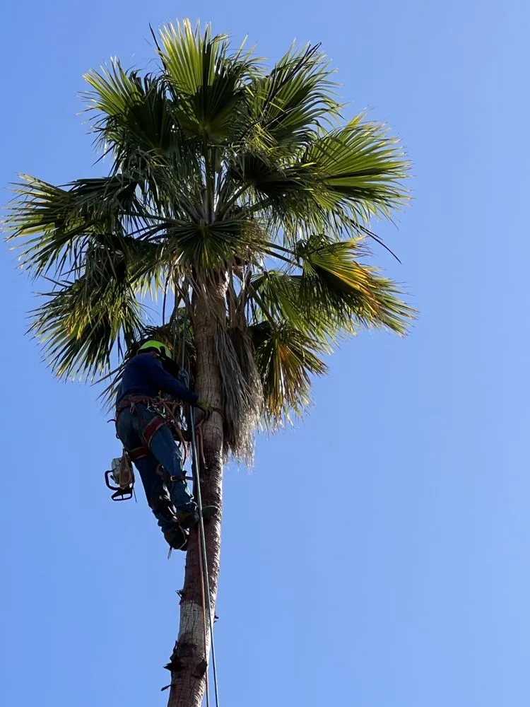 Local residential landscaping in Camarillo, CA by Al’s Tree Service & Landscapes