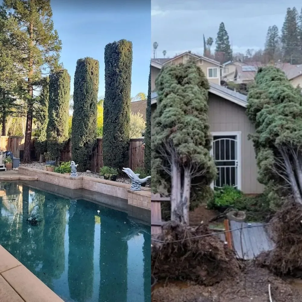 Expert yard cleanup service in Rancho Cordova, CA by ALT Landscape and Tree Care