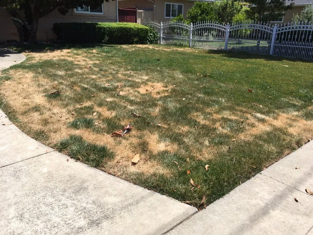 Trusted outdoor landscaping for homes in Union City, CA by Alta Landscape