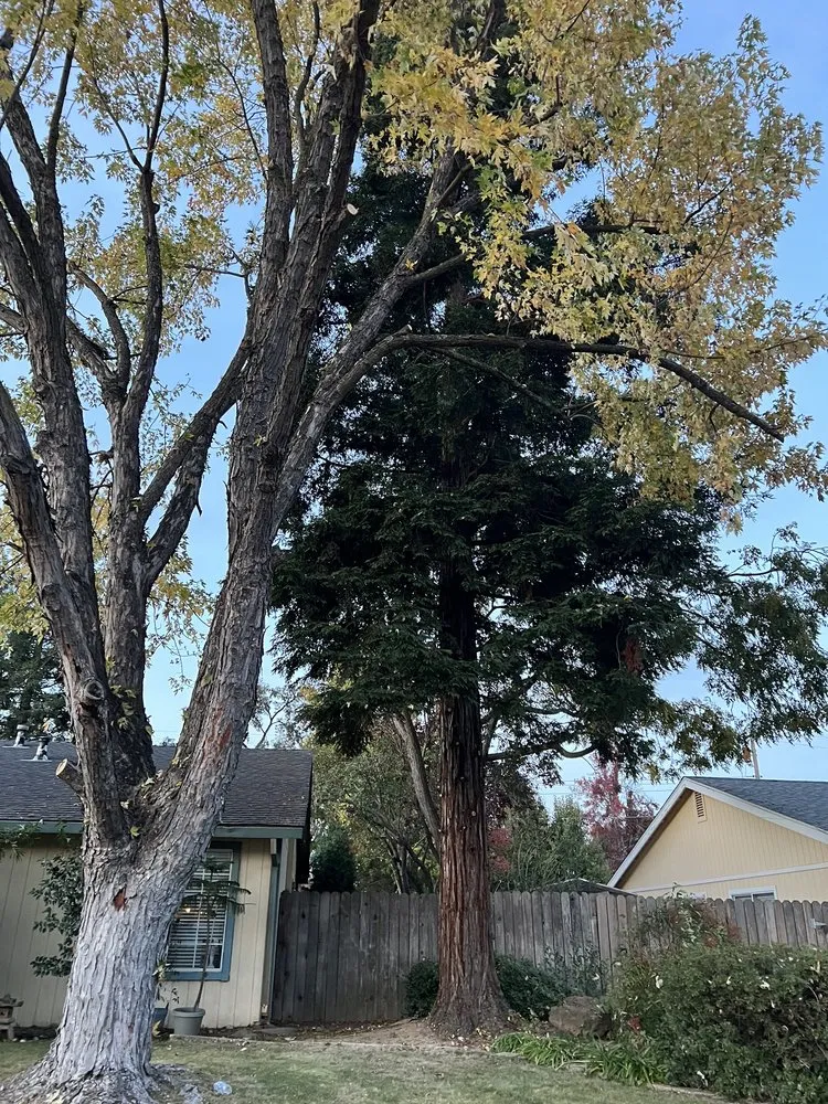 Local residential landscaping in Placerville, CA by Alta Vista Landscaping and Tree Service