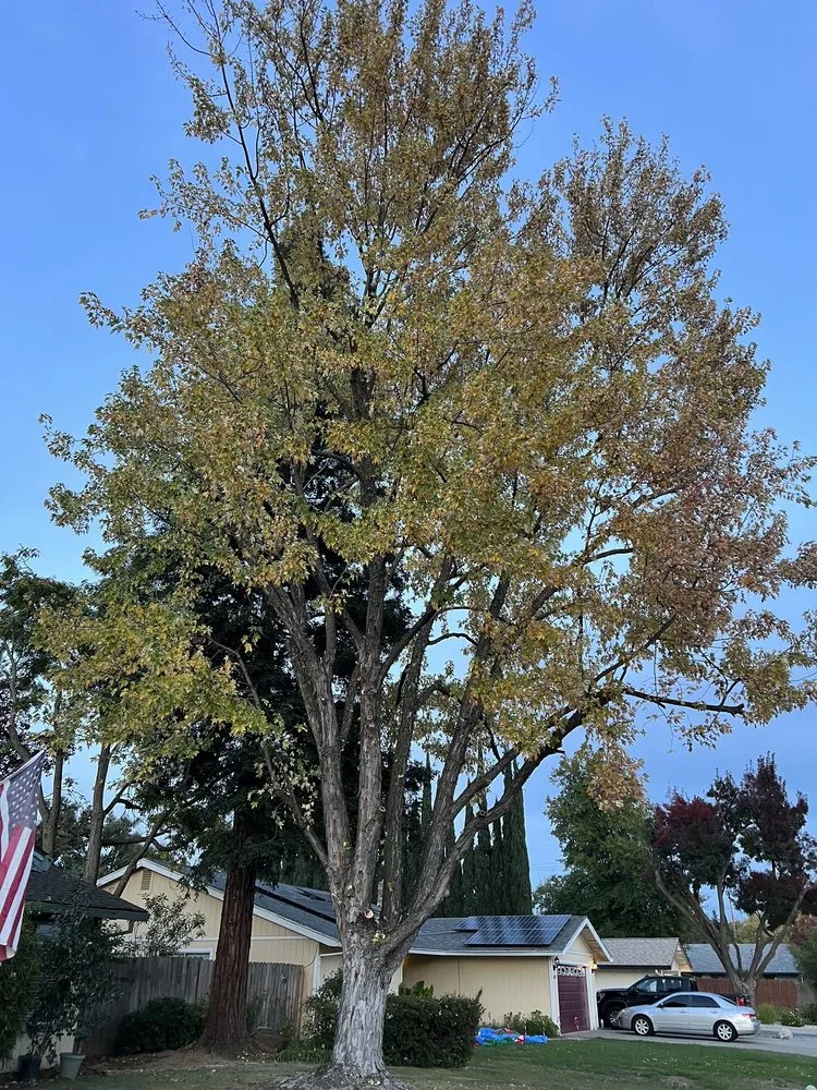 Trusted yard cleanup service for year-round maintenance in Placerville, CA by Alta Vista Landscaping and Tree Service