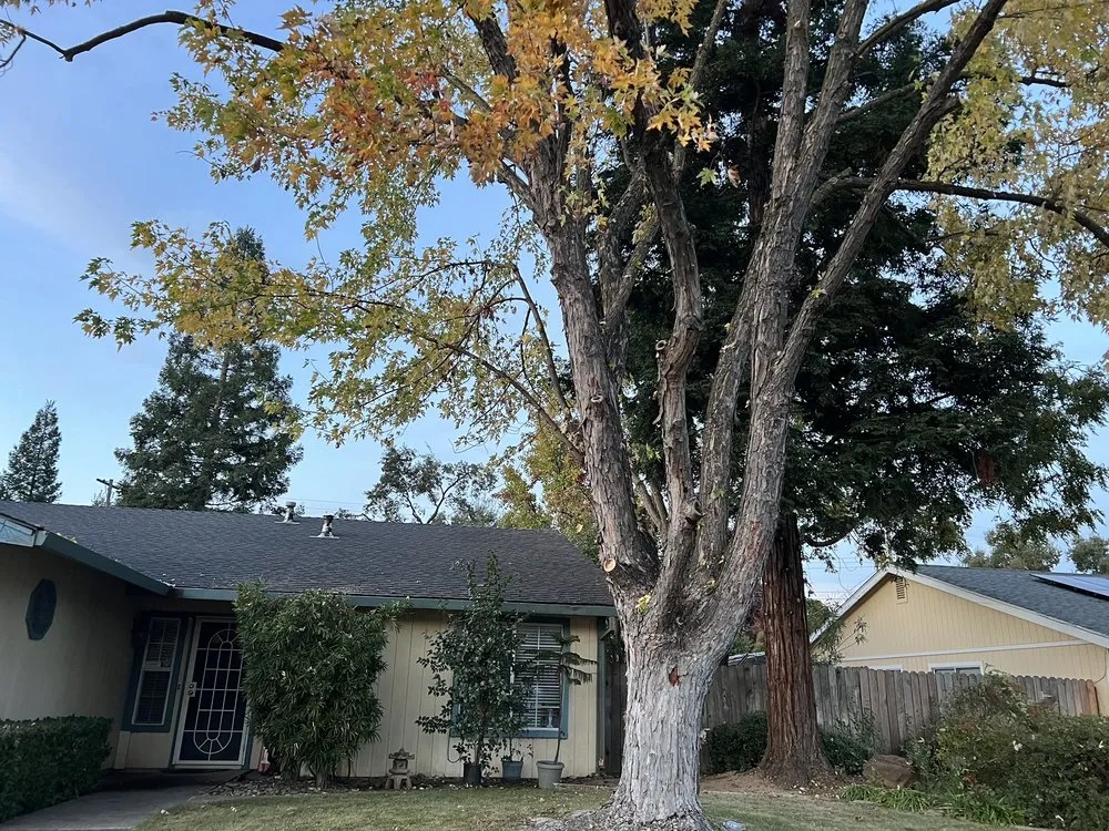 Local yard cleanup service for year-round maintenance across Placerville, CA - Alta Vista Landscaping and Tree Service