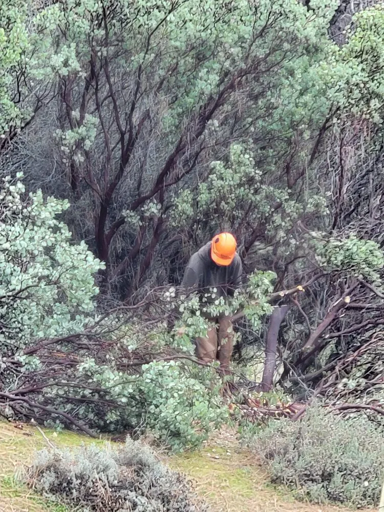 Reliable landscape design for residential properties across Placerville, CA - Alta Vista Landscaping and Tree Service