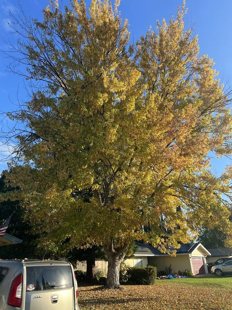 Affordable lawn care service in Placerville, CA by Alta Vista Landscaping and Tree Service