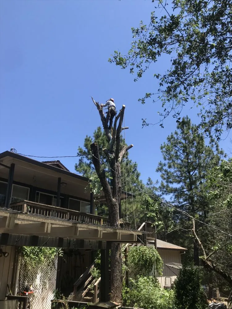 Professional yard cleanup service in Placerville, CA - Alta Vista Landscaping and Tree Service