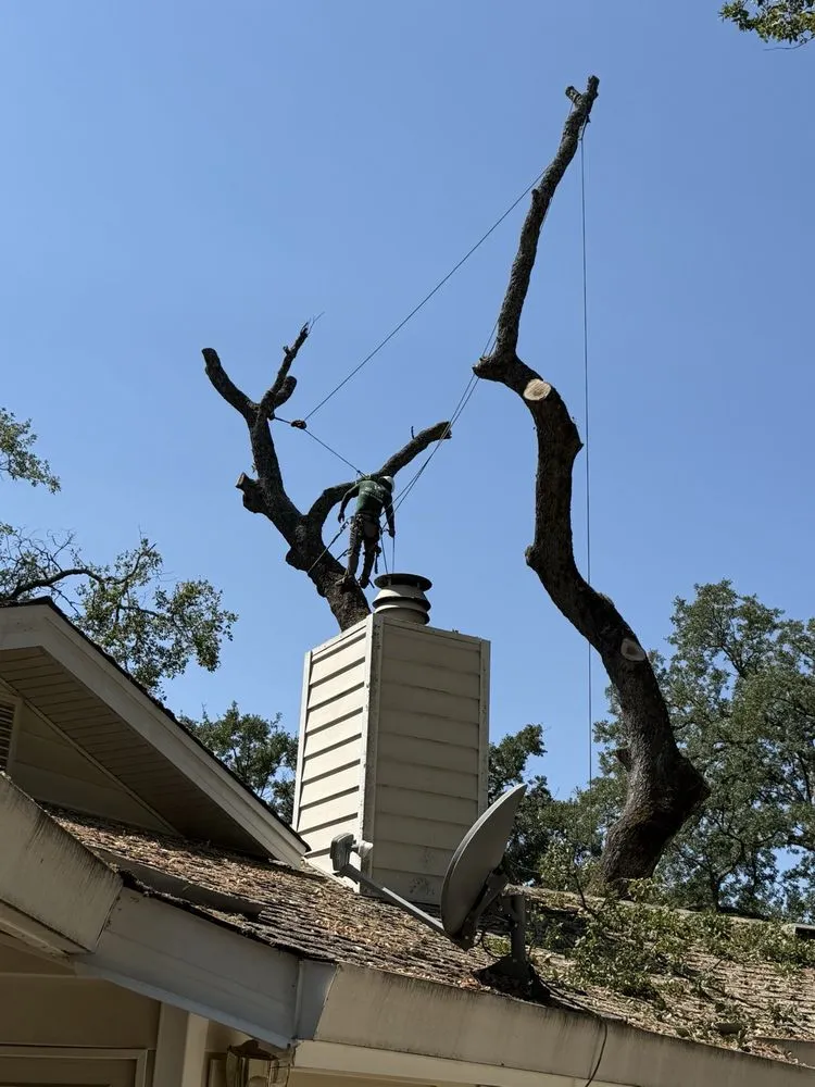 Professional yard maintenance in Placerville, CA - Alta Vista Landscaping and Tree Service