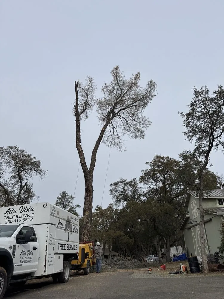 Expert lawn care service in Placerville, CA - Alta Vista Landscaping and Tree Service