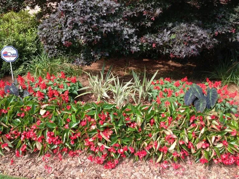 Expert landscaping services experts serving Villa Rica, GA - Alternative Environments