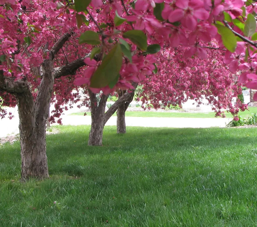 Trusted residential landscaping experts serving Lakewood, CO - Alternative Land Design