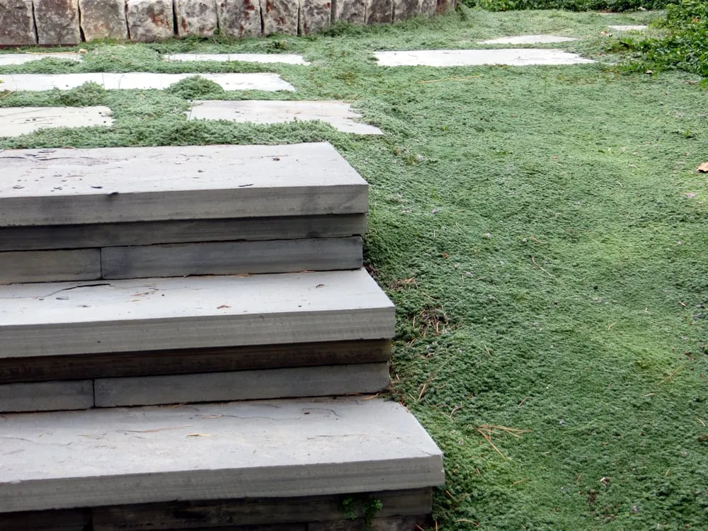 Affordable residential landscaping experts serving Lakewood, CO - Alternative Land Design