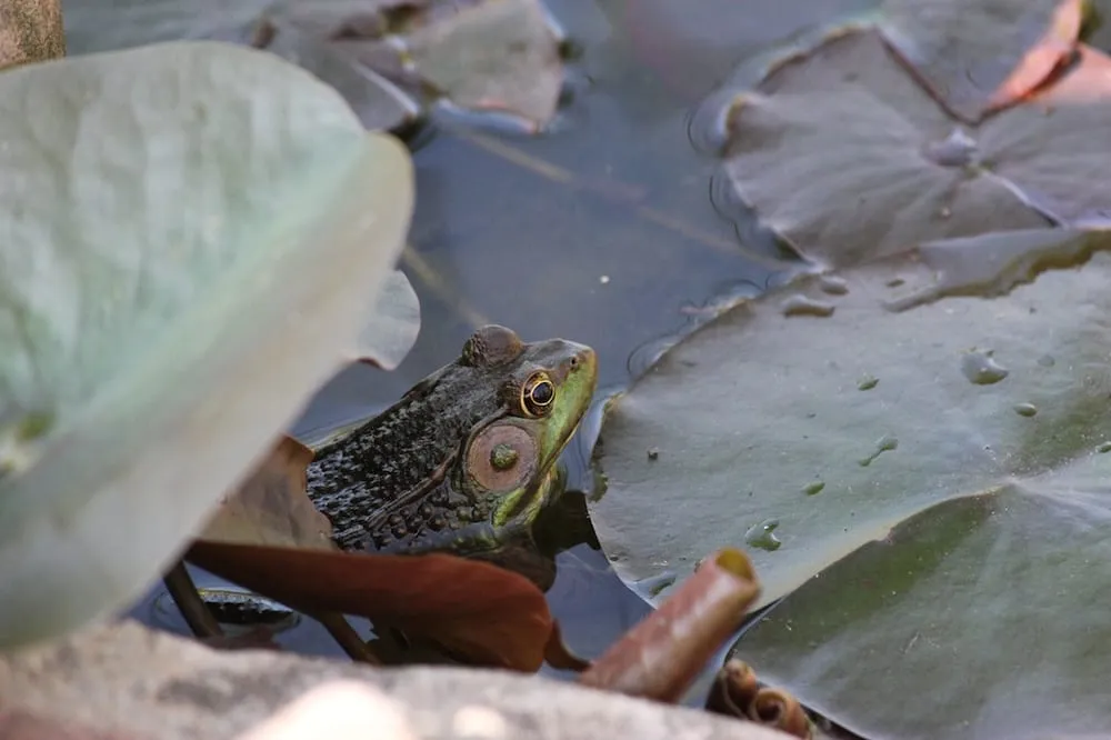 Reliable yard cleanup service in Myerstown, PA by Althouse's Nursery and Landscape