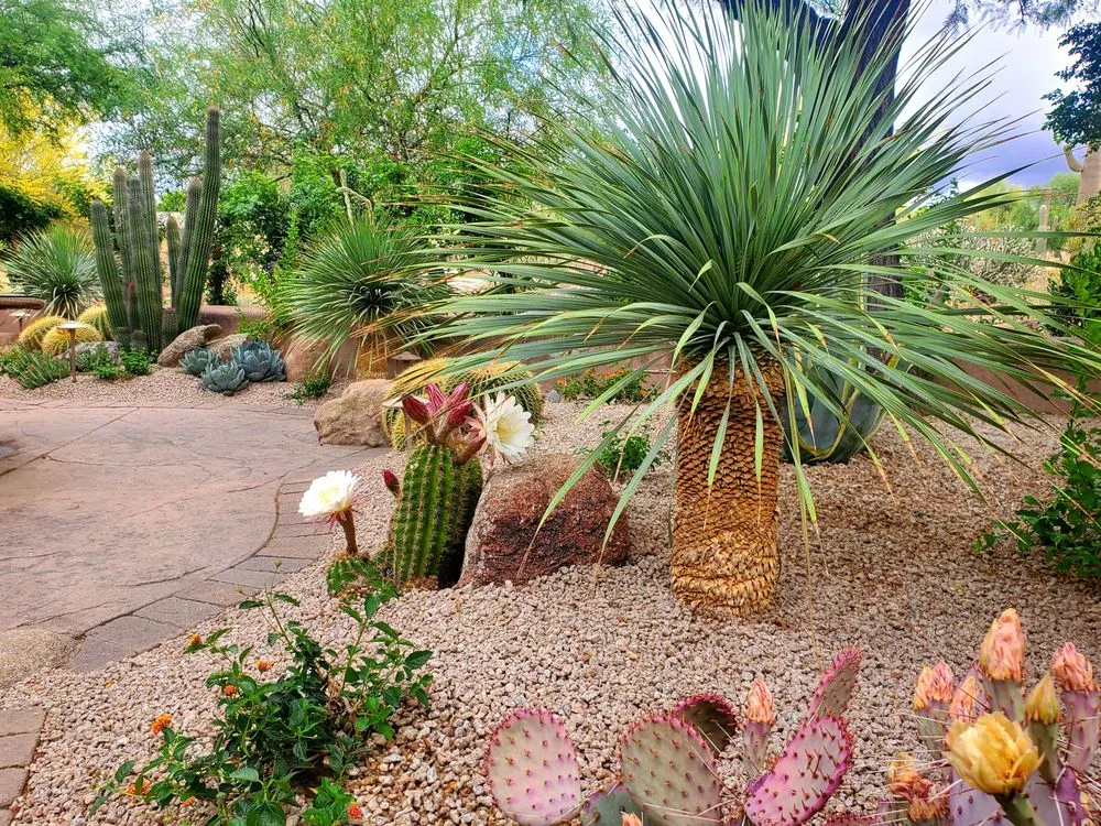Affordable garden landscaping for beautiful yards in Phoenix, AZ by Altissimo Landscape Design & Maintenance