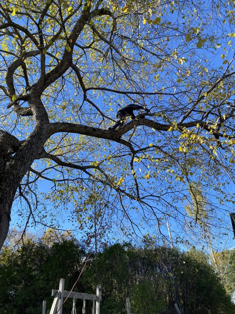 Custom garden landscaping in Sullivan, ME by Altitude Arborist