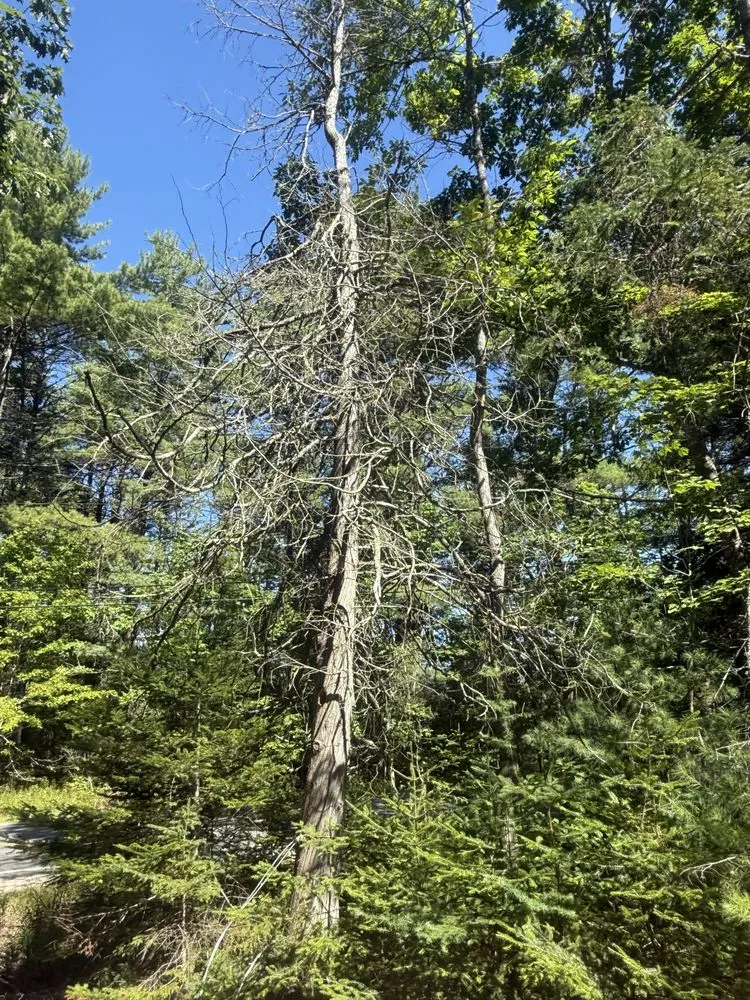 Reliable residential landscaping experts serving Sullivan, ME - Altitude Arborist