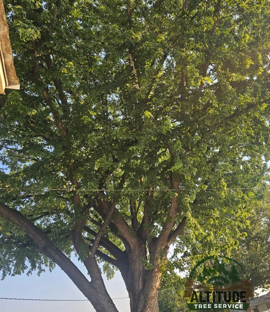 Affordable lawn care service in Lewiston, ID - Altitude Tree Service