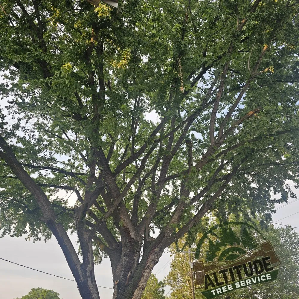 Expert landscaping services for residential properties in Lewiston, ID by Altitude Tree Service