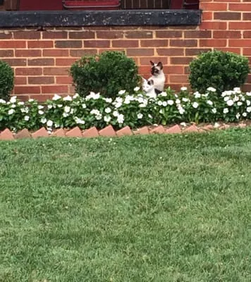 Alumni Lawn Care Logo