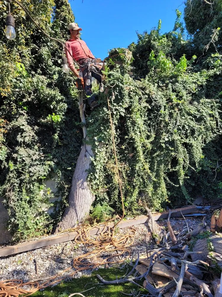 Affordable yard cleanup service in Torrance, CA by A.LunaLand&Hardscape
