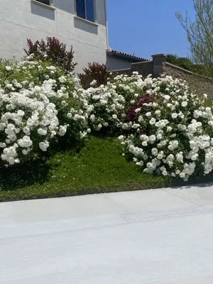 Alva Landscaping Logo