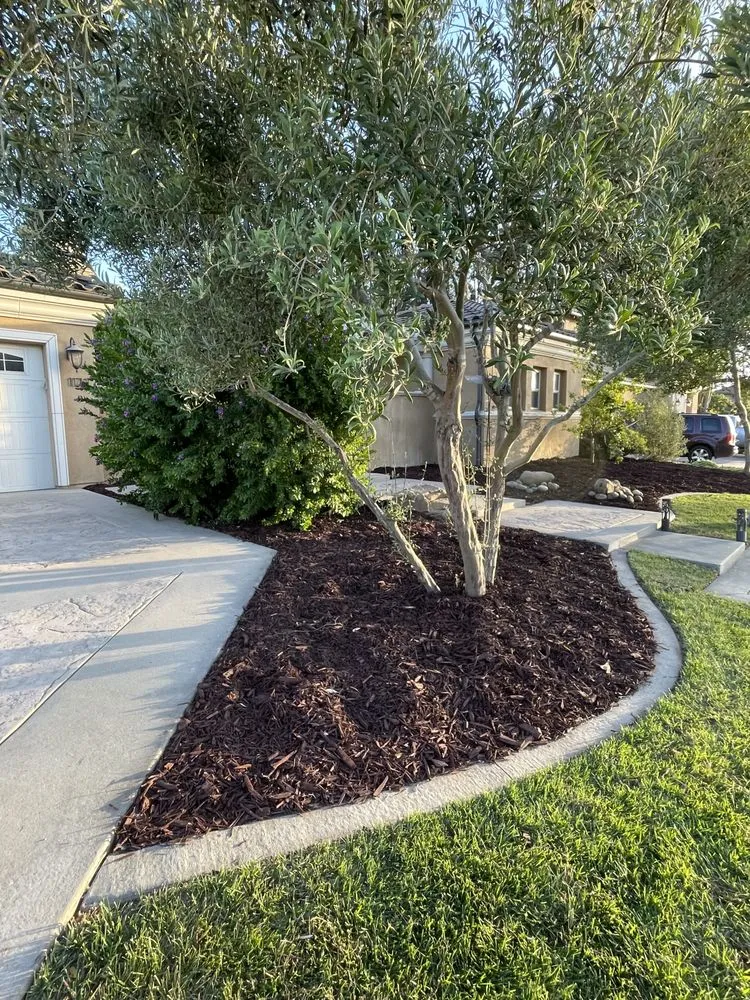 Affordable lawn care service experts serving Santa Maria, CA - Alvarado Landscape Maintenance