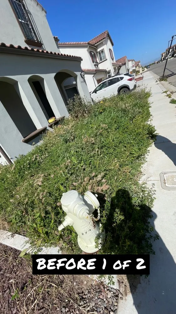 Reliable lawn mowing service in Santa Maria, CA by Alvarado Landscape Maintenance