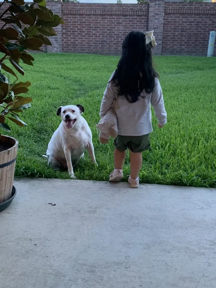 Local lawn mowing service in Houston, TX by Alvarado Landscaping