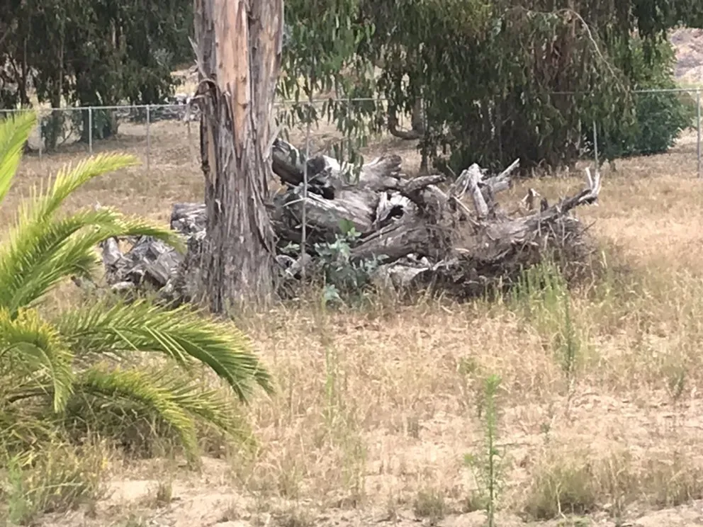 Professional yard cleanup service in Oceano, CA by Alvarado Landscaping