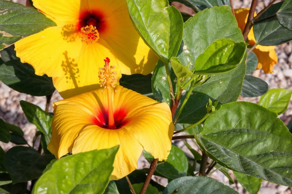 Top-rated lawn mowing service for homes in Oxnard, CA by Alvarado Landscaping