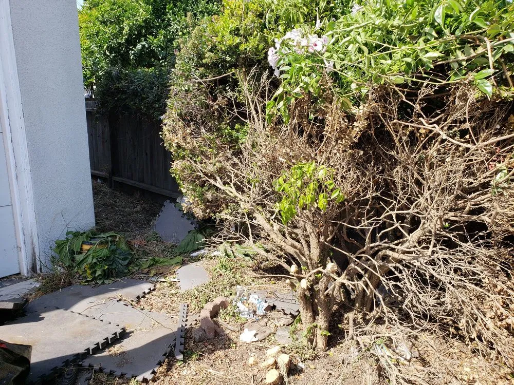 Top-rated lawn care service in Oxnard, CA by Alvarado Landscaping