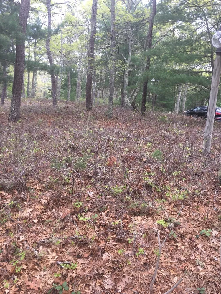 Local landscape installation in Hyannis, MA - Alvarado Lansdcaping