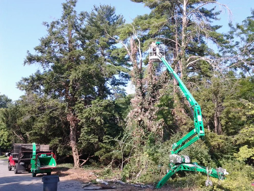 Professional yard cleanup service in Defiance, OH - Alvarado Lawn & Landscape