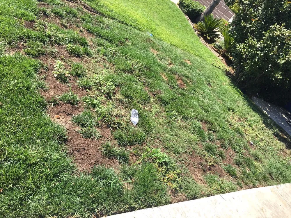 Local yard cleanup service experts serving Moreno Valley, CA - Alvarado Lawn Service