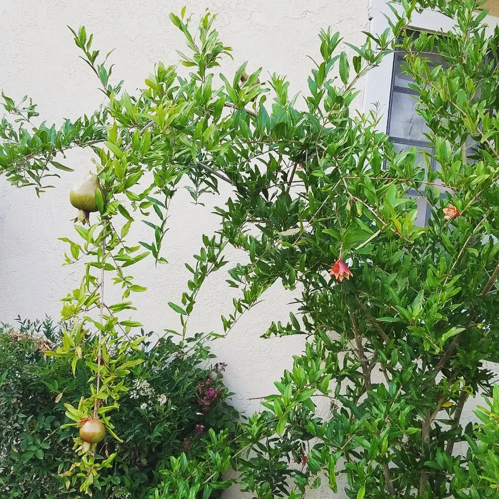 Trusted outdoor landscaping for year-round maintenance across Moreno Valley, CA - Alvarado Lawn Service