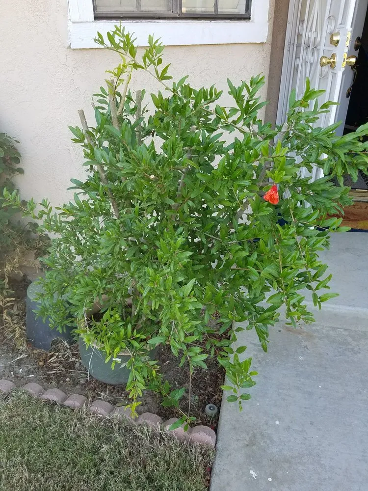 Affordable residential landscaping experts serving Moreno Valley, CA - Alvarado Lawn Service