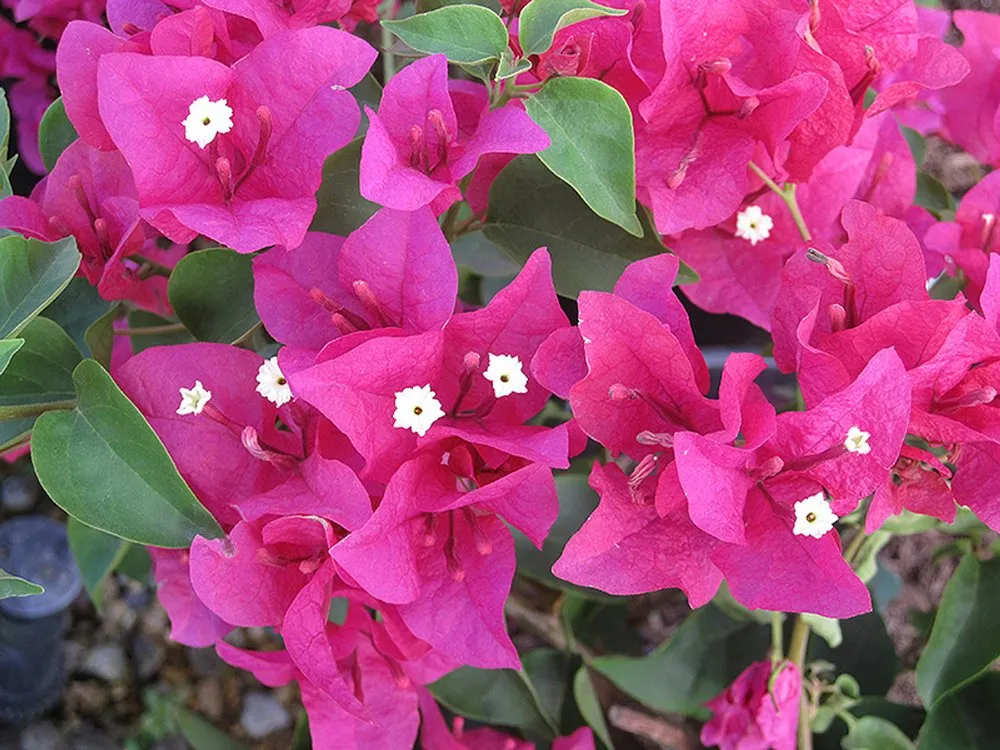 Expert lawn care service for residential properties in Fort Myers, FL by Alvarado’s Landscaping