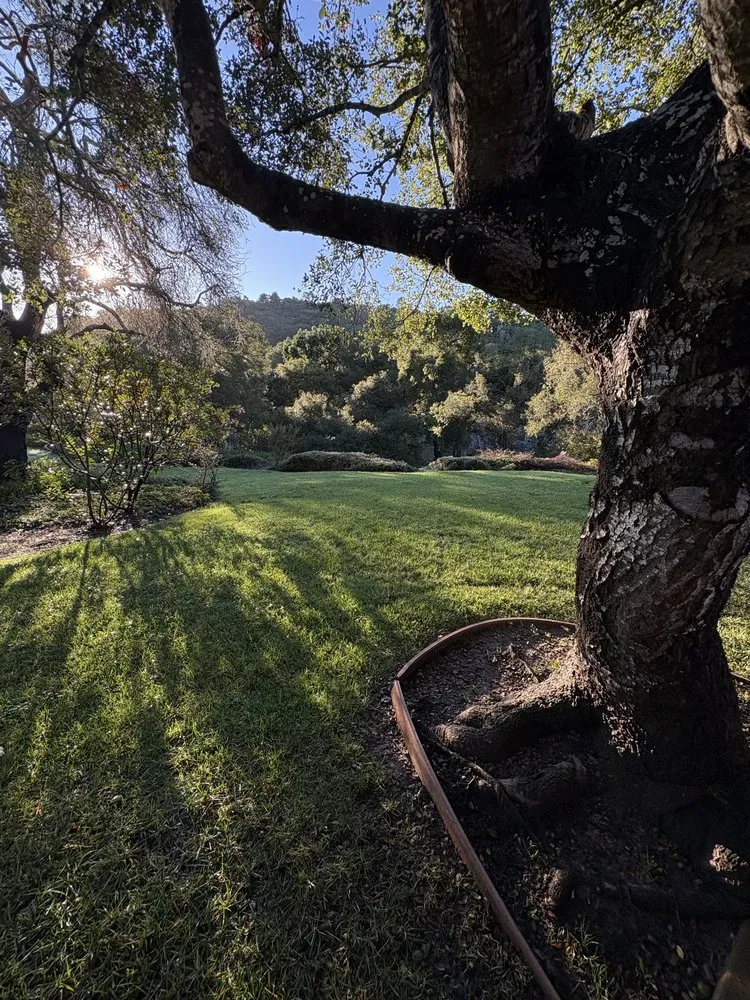 Reliable lawn care service for year-round maintenance across Ventura, CA - Alvarados Landscaping