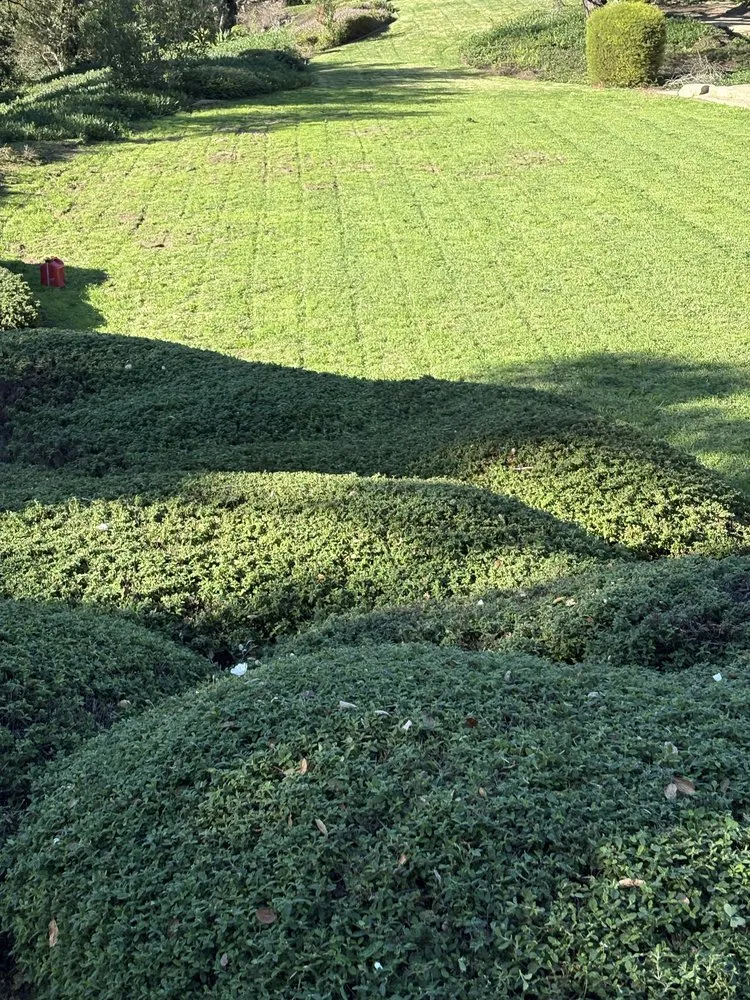 Custom lawn care service for residential properties across Ventura, CA - Alvarados Landscaping